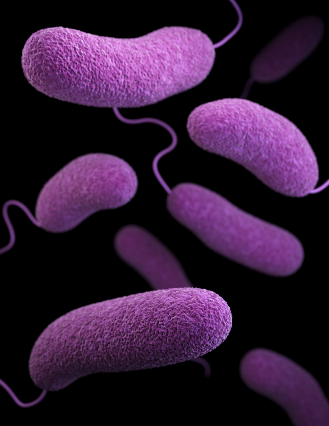 This illustration depicts a three-dimensional (3D), computer-generated image of a number of oblong-shaped, Vibrio parahaemolyticus bacteria. The artistic recreation was based upon scanning electron microscopic (SEM) imagery. See PHIL 21922, for another view of these microbes. by Best 3D Printer pink hearts on white background
